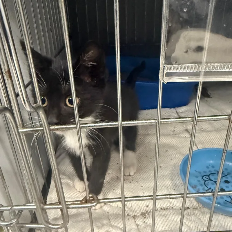 A baby small-sized female Black Domestic Short Hair cat named Gemini K for adoption in Corsicana, TX