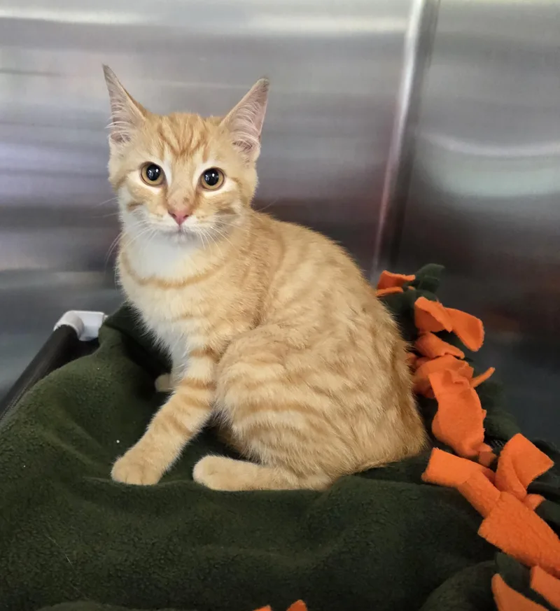 A baby small-sized male Tabby (Orange / Red) Domestic Short Hair cat named Lil Sun for adoption in Lexington, MI