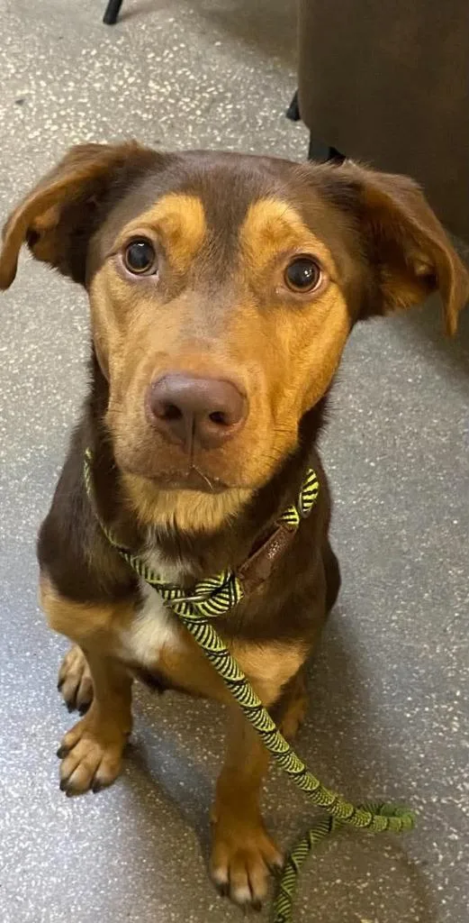 A young large-sized male Mixed Breed dog named Flash for adoption in Ocala, FL