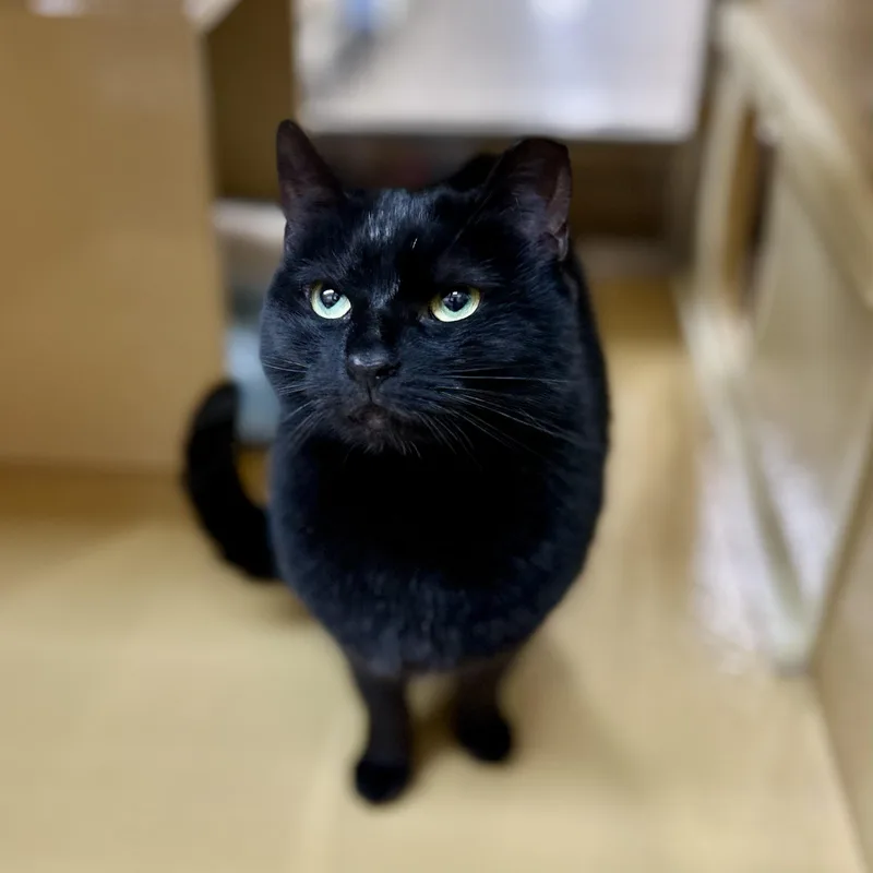 A young medium-sized female Domestic Short Hair cat named Limey for adoption in Norwalk, CT