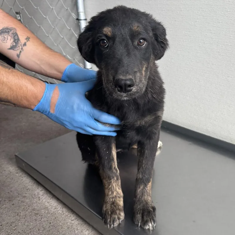A baby medium-sized female Black Mixed Breed dog named 110549 for adoption in Las Cruces, NM