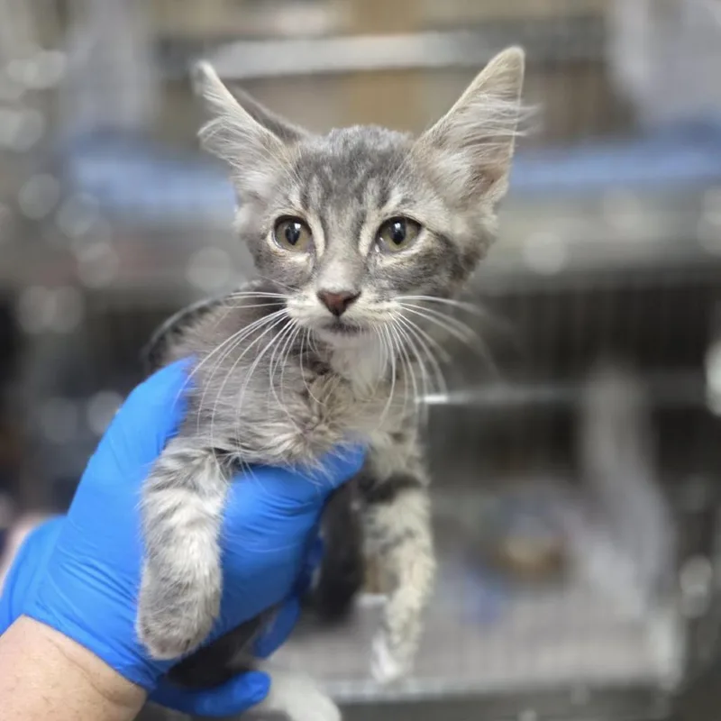A baby small-sized male Gray / Blue / Silver Domestic Long Hair cat named Panko for adoption in Incline Village, NV