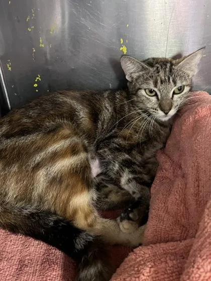 An adult small-sized female Domestic Short Hair cat named Margot for adoption in Houston, TX