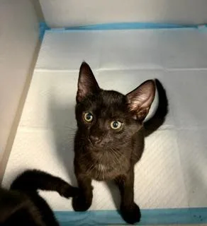 A baby small-sized male Black Domestic Short Hair cat named Coal for adoption in Winter Haven, FL