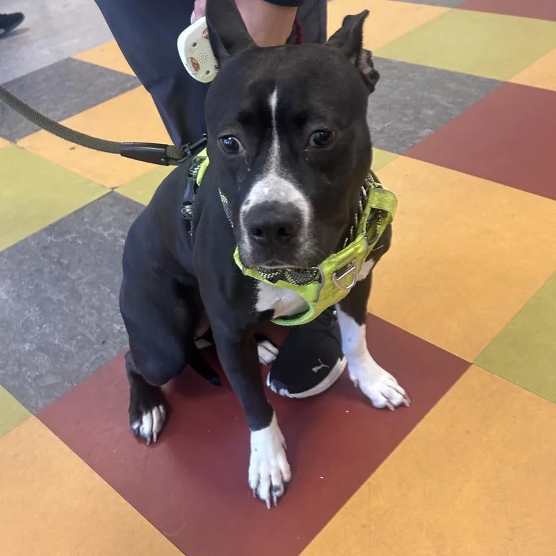 An adult medium-sized female Black Pit Bull Terrier dog named Pria for adoption in Philadelphia, PA