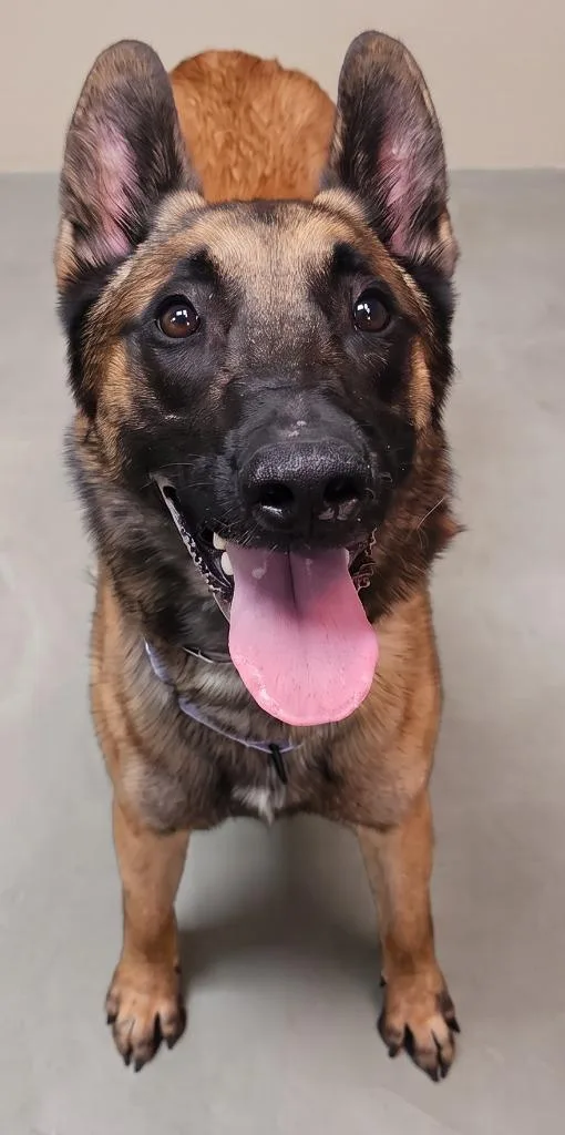 A young large-sized male Belgian Shepherd / Malinois dog named Timber for adoption in Cottonwood, AZ
