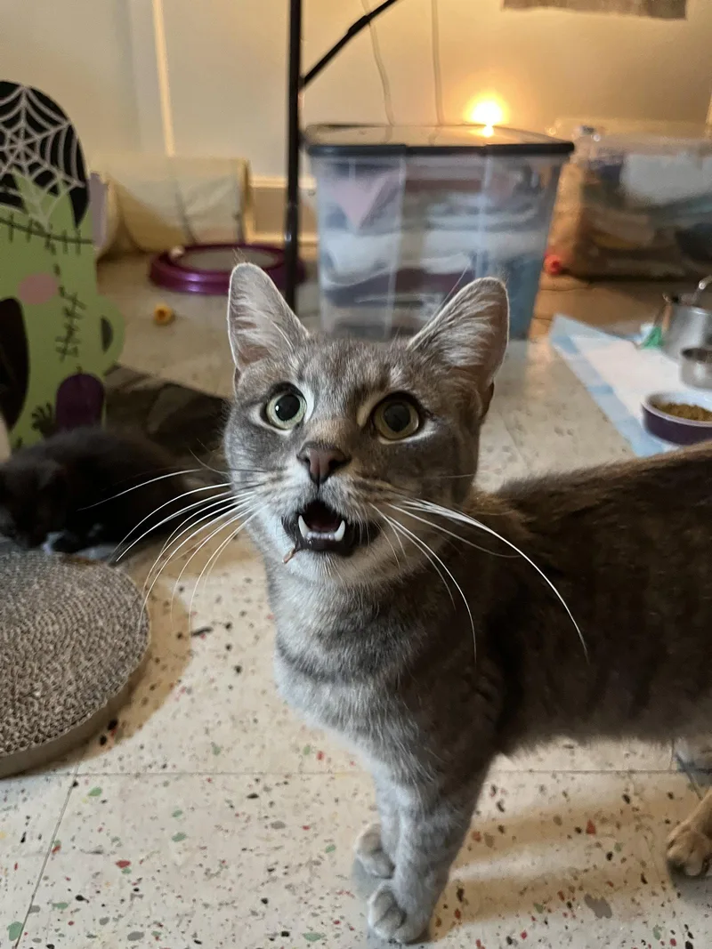 An adult medium-sized female Domestic Short Hair cat named Lady Gray for adoption in Trenton, NJ