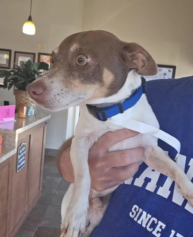 A young medium-sized male Rat Terrier dog named Uno DD for adoption in Columbia, TN