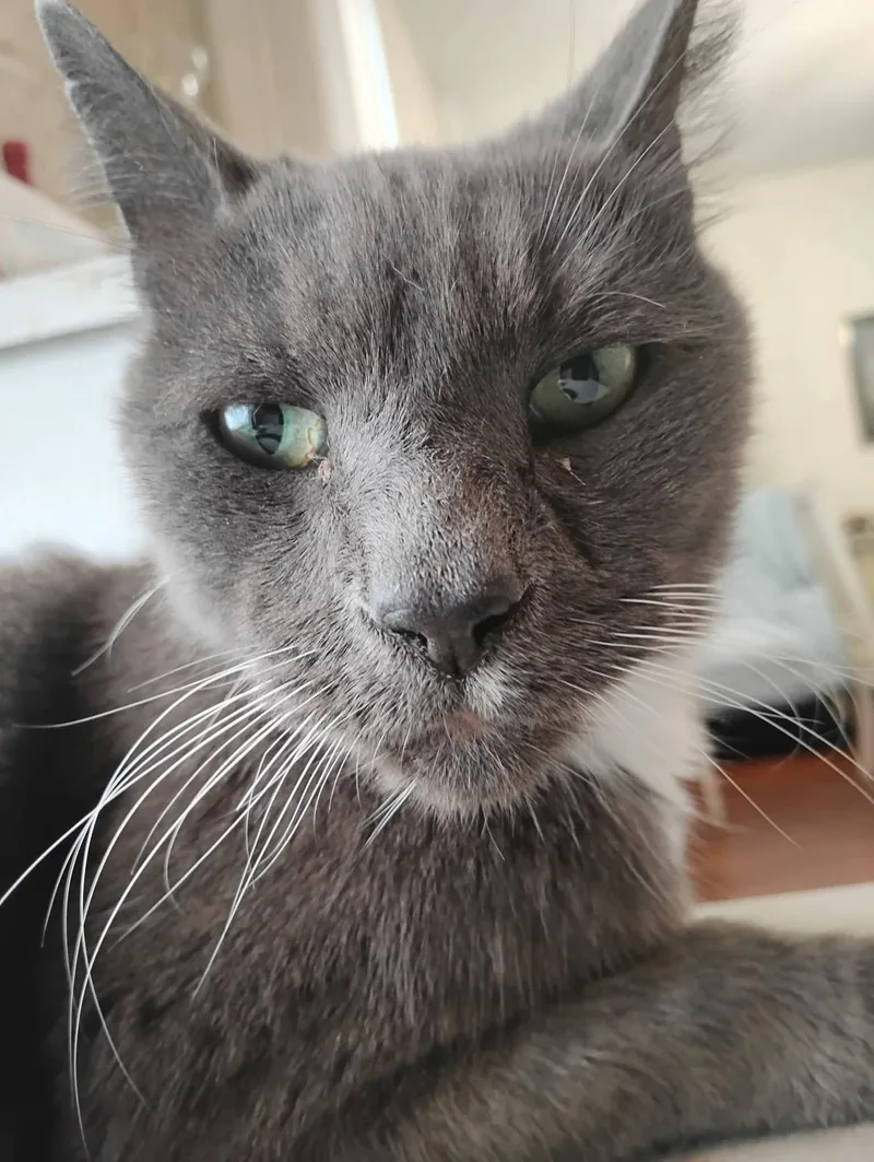 An adult medium-sized male Gray / Blue / Silver Domestic Short Hair cat named Oz The Best! for adoption in Hoboken, NJ