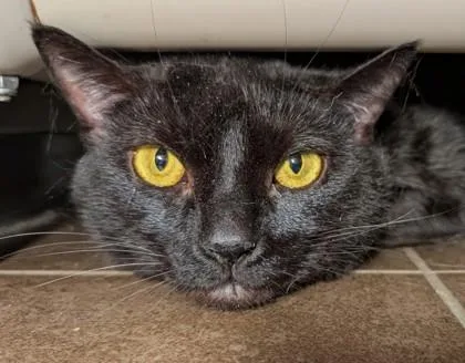A senior small-sized female Domestic Short Hair cat named Lexi for adoption in Bellevue, WA