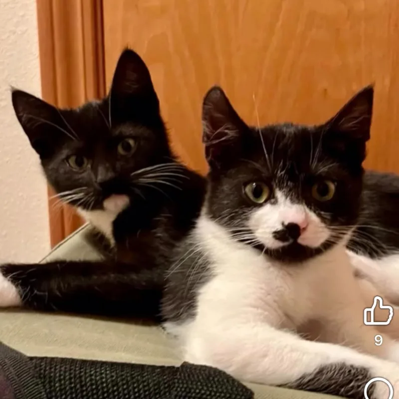 A baby small-sized female Domestic Short Hair cat named Fig for adoption in Cathlamet, WA