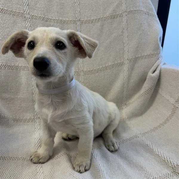 A baby small-sized male Terrier dog named Twix for adoption in Hawthorne, CA