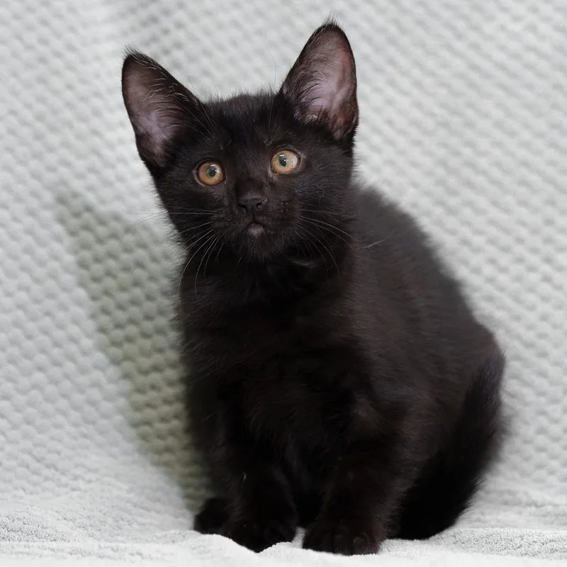 A baby small-sized female Black Domestic Short Hair cat named Emily for adoption in Sunnyvale, CA