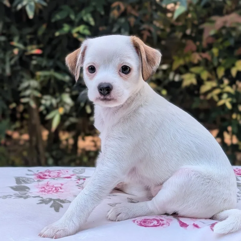 Chamomile thumbnail 2