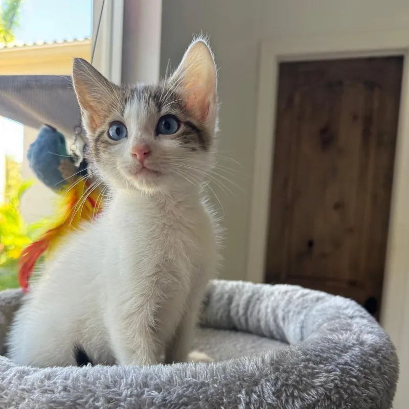 A baby small-sized female White Domestic Short Hair cat named Princess Leia for adoption in Fort Lauderdale, FL