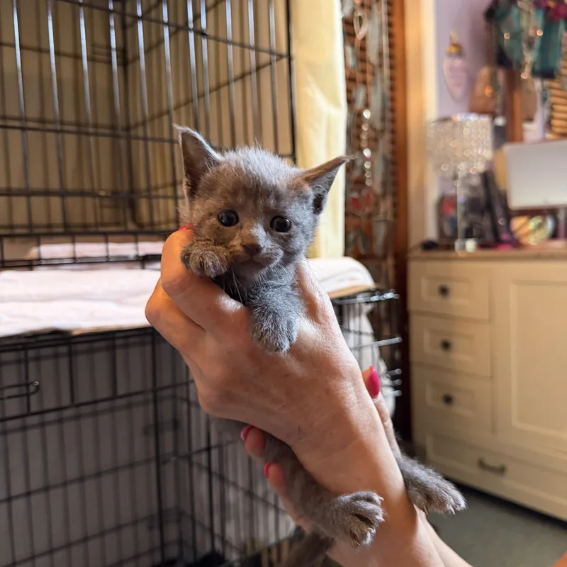 A baby small-sized female Gray / Blue / Silver Domestic Short Hair cat named Luna for adoption in Coconut Creek, FL