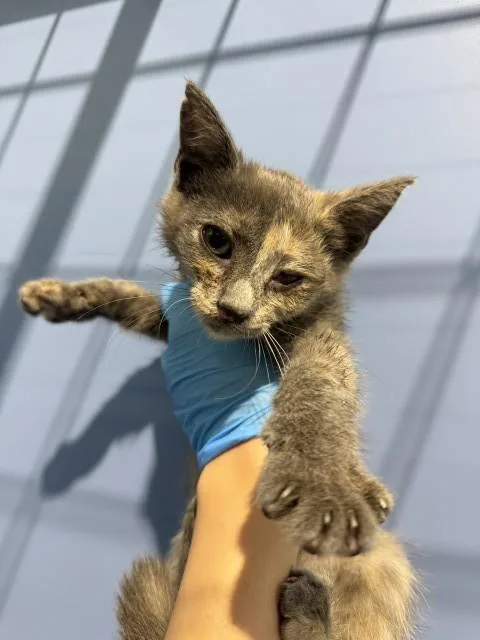 A baby small-sized female Domestic Short Hair cat named Daphne for adoption in San Bernardino, CA
