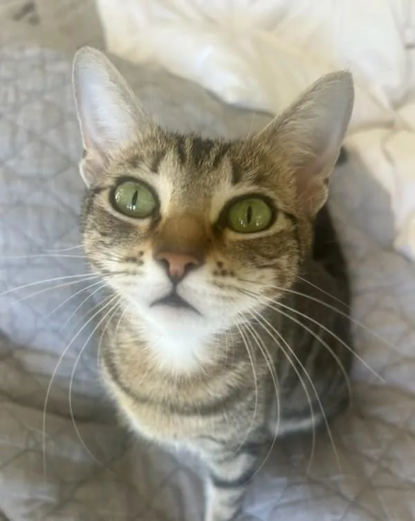 A young small-sized female Domestic Short Hair cat named Piper for adoption in Novato, CA