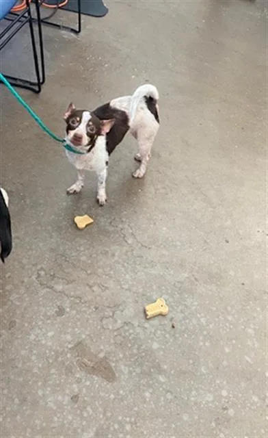 A young medium-sized female Mixed Breed dog named Girly for adoption in Dallas, TX