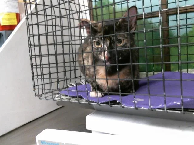 A young medium-sized female Domestic Short Hair cat named Honey for adoption in Houston, TX