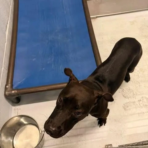 A young medium-sized female Black Pit Bull Terrier dog named July for adoption in Bastrop, TX