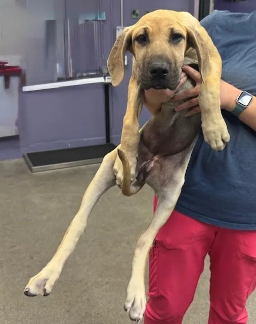 A baby extra large-sized female Great Dane dog named Trail Mix for adoption in Fairfield, CA