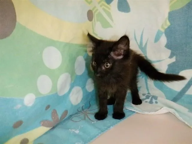 A baby small-sized male Domestic Short Hair cat named Mater for adoption in San Jose, CA