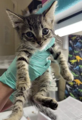 A baby small-sized male Domestic Short Hair cat named Bro for adoption in Riverside, CA