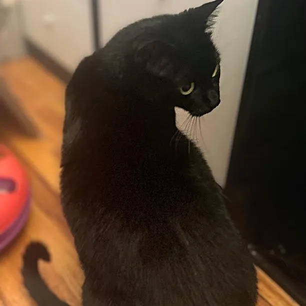 An adult medium-sized female Domestic Short Hair cat named Cheyenne for adoption in Springfield, MO