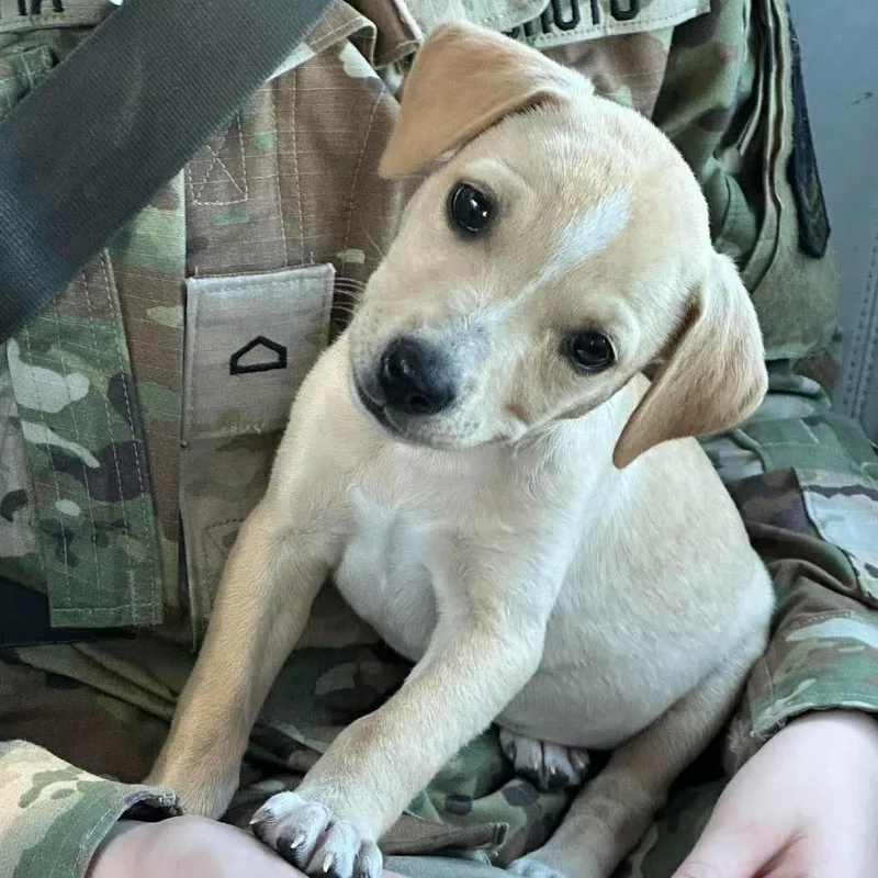 A baby medium-sized female Yellow Labrador Retriever dog named Louise for adoption in Brainerd, MN