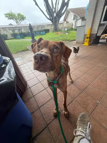 An adult medium-sized female Terrier dog named Penny for adoption in Honolulu, HI