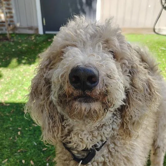 An adult large-sized male Yellow / Tan / Blond / Fawn Poodle dog named RFACTuffnut for adoption in Oak Park, IL