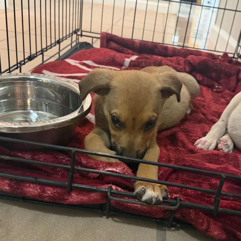 A baby small-sized male Shepherd dog named Thorn for adoption in Starkville, MS