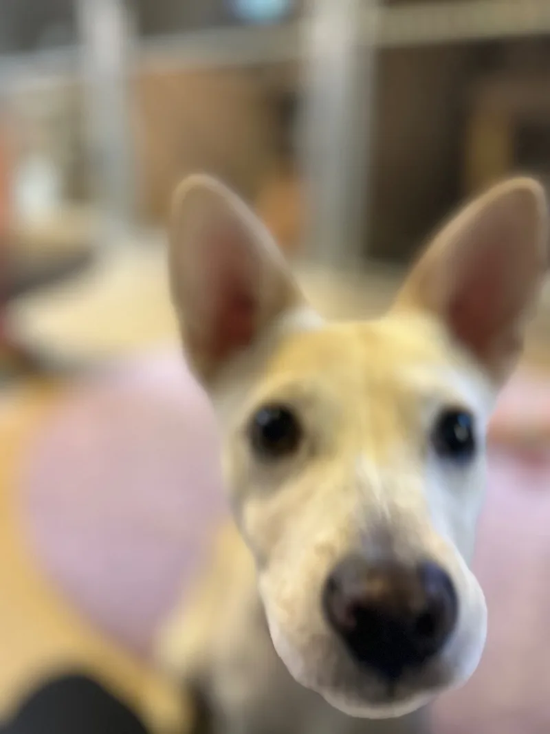 An adult small-sized male White / Cream Terrier dog named Wyatt for adoption in Phoenix, AZ
