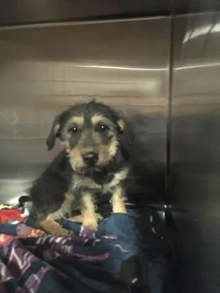 A senior small-sized female Black Terrier dog named Eva for adoption in El Paso, TX