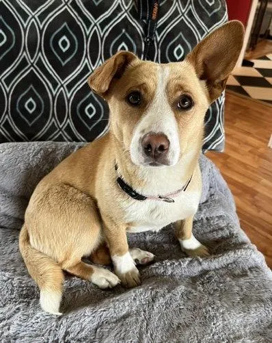 A young medium-sized female Corgi dog named Cheese for adoption in Seattle, WA