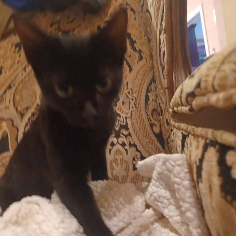 A baby small-sized female Black Domestic Short Hair cat named Pyewacket for adoption in San Antonio, TX
