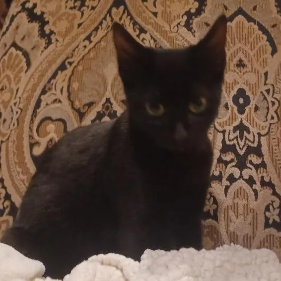 Pyewacket thumbnail 2