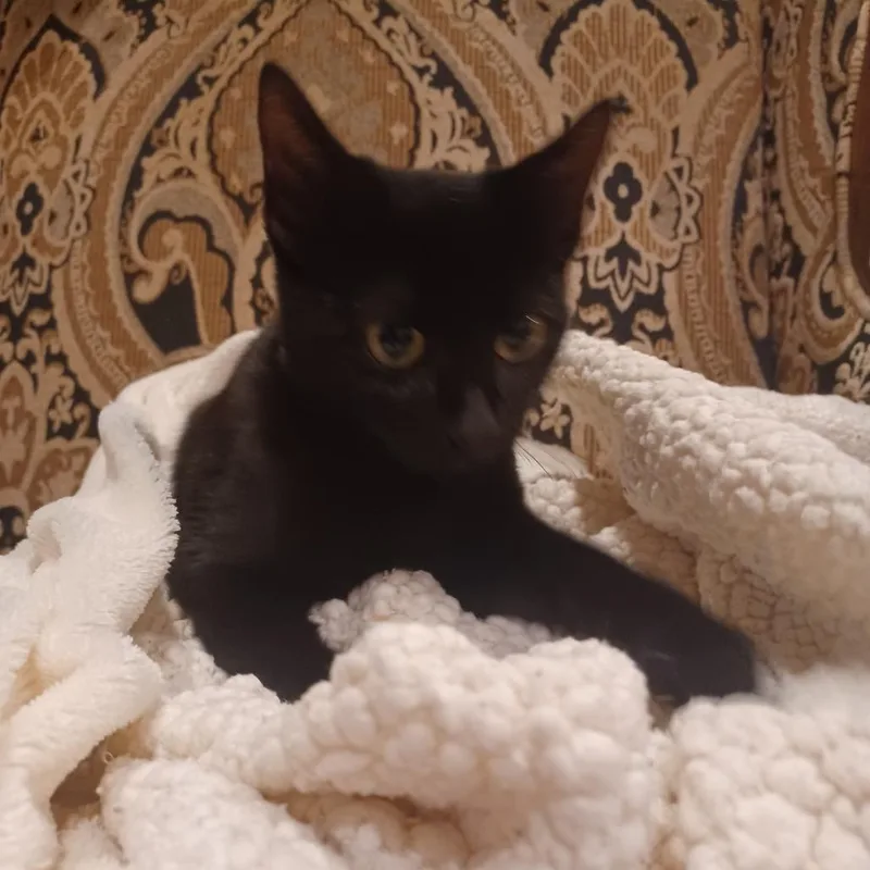 Pyewacket thumbnail 3