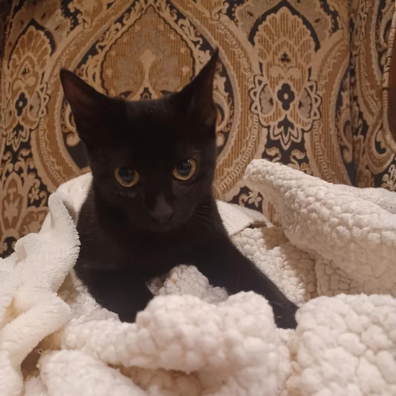 Pyewacket thumbnail 5