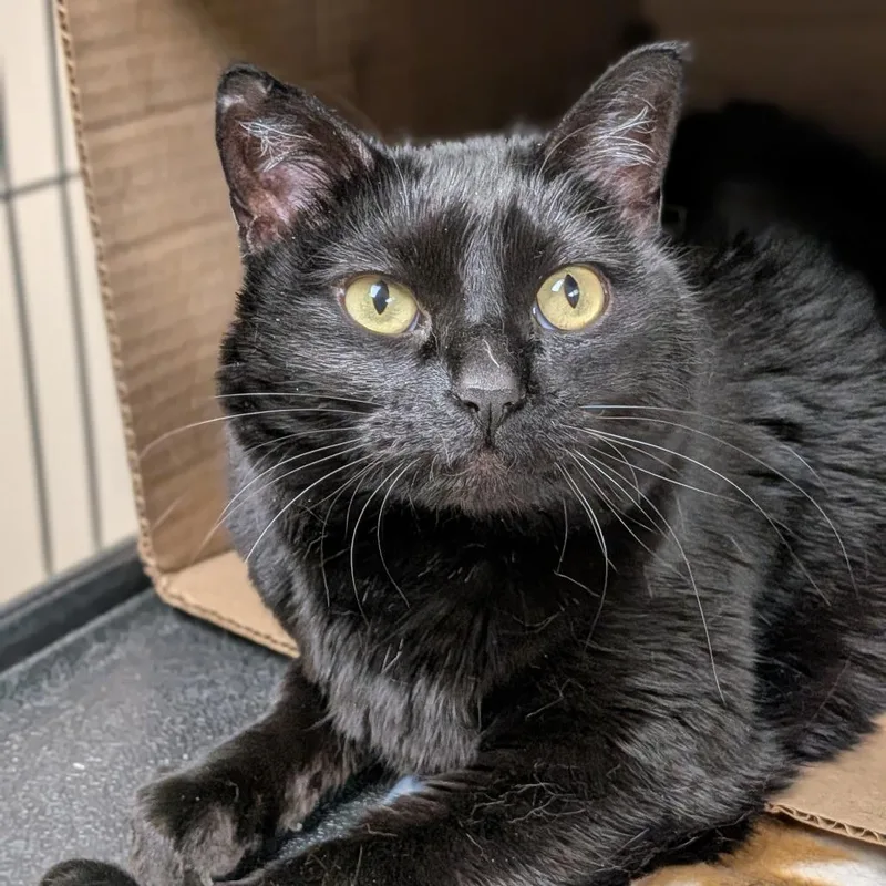 An adult large-sized female Black Domestic Short Hair cat named Gia for adoption in Milan, IL
