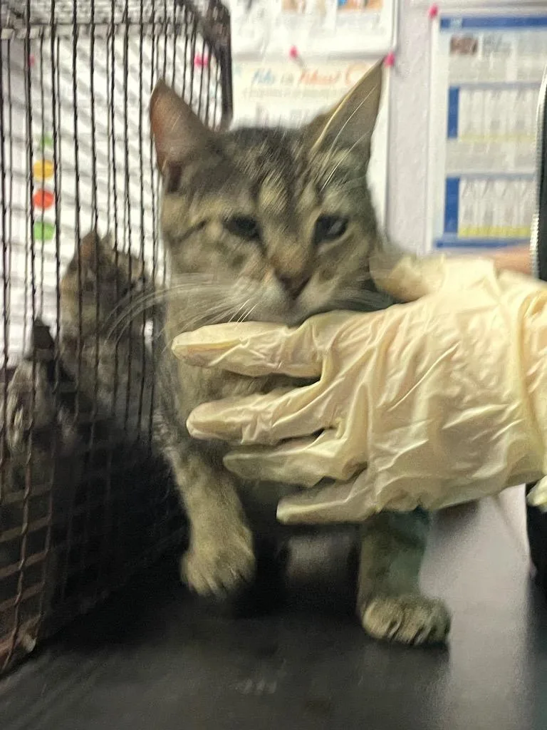 A young medium-sized female Domestic Short Hair cat named Dally for adoption in New Braunfels, TX