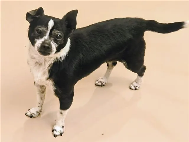 A senior small-sized male Chihuahua dog named Arlo for adoption in Van Nuys, CA