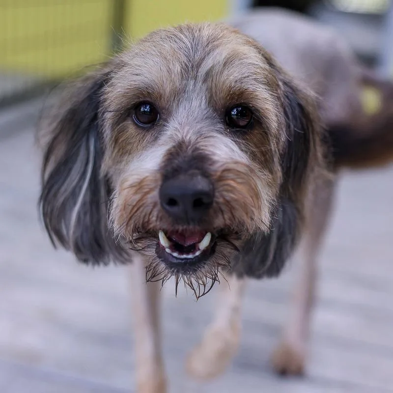 An adult small-sized female Gray / Blue / Silver Mixed Breed dog named Zia for adoption in Bradenton, FL
