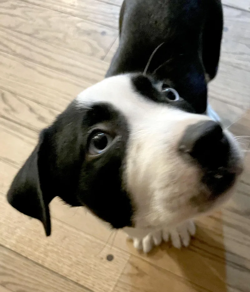 Botanica thumbnail 2