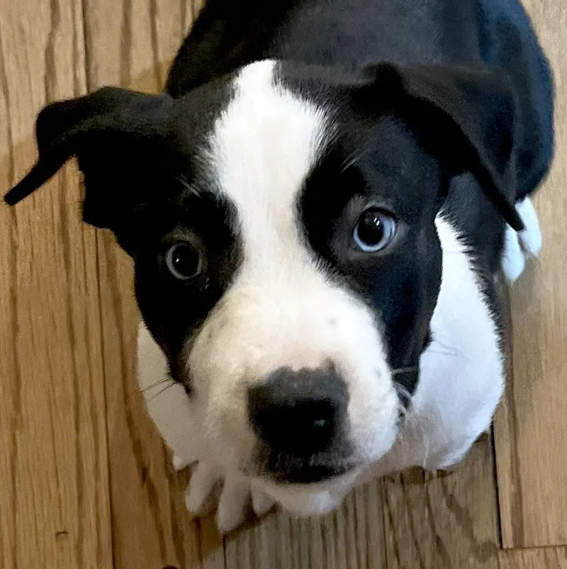 Botanica thumbnail 3