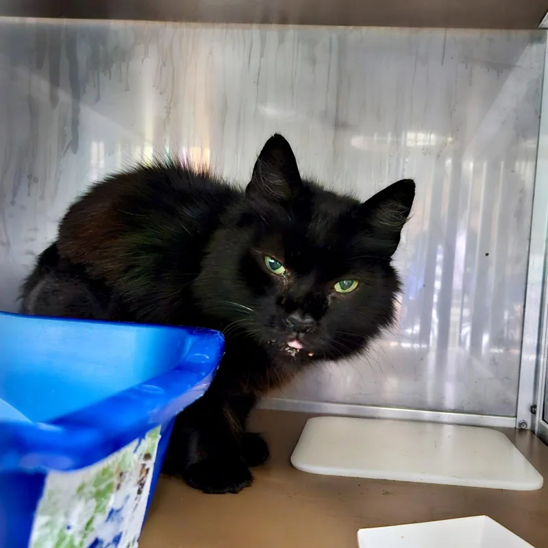 A senior large-sized male Black Domestic Short Hair cat named Wookie for adoption in Oakland, CA