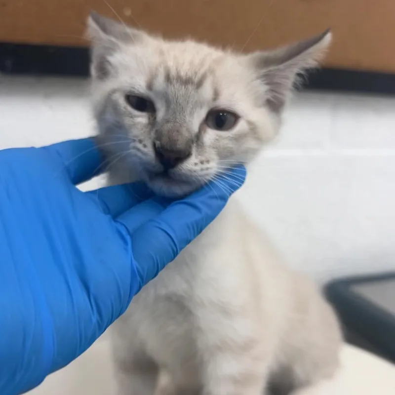 A baby small-sized male White Siamese cat named Jack for adoption in Edinburg, TX
