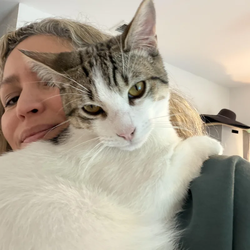 A young medium-sized male Tabby cat named Pepperpot for adoption in Los Angeles, CA