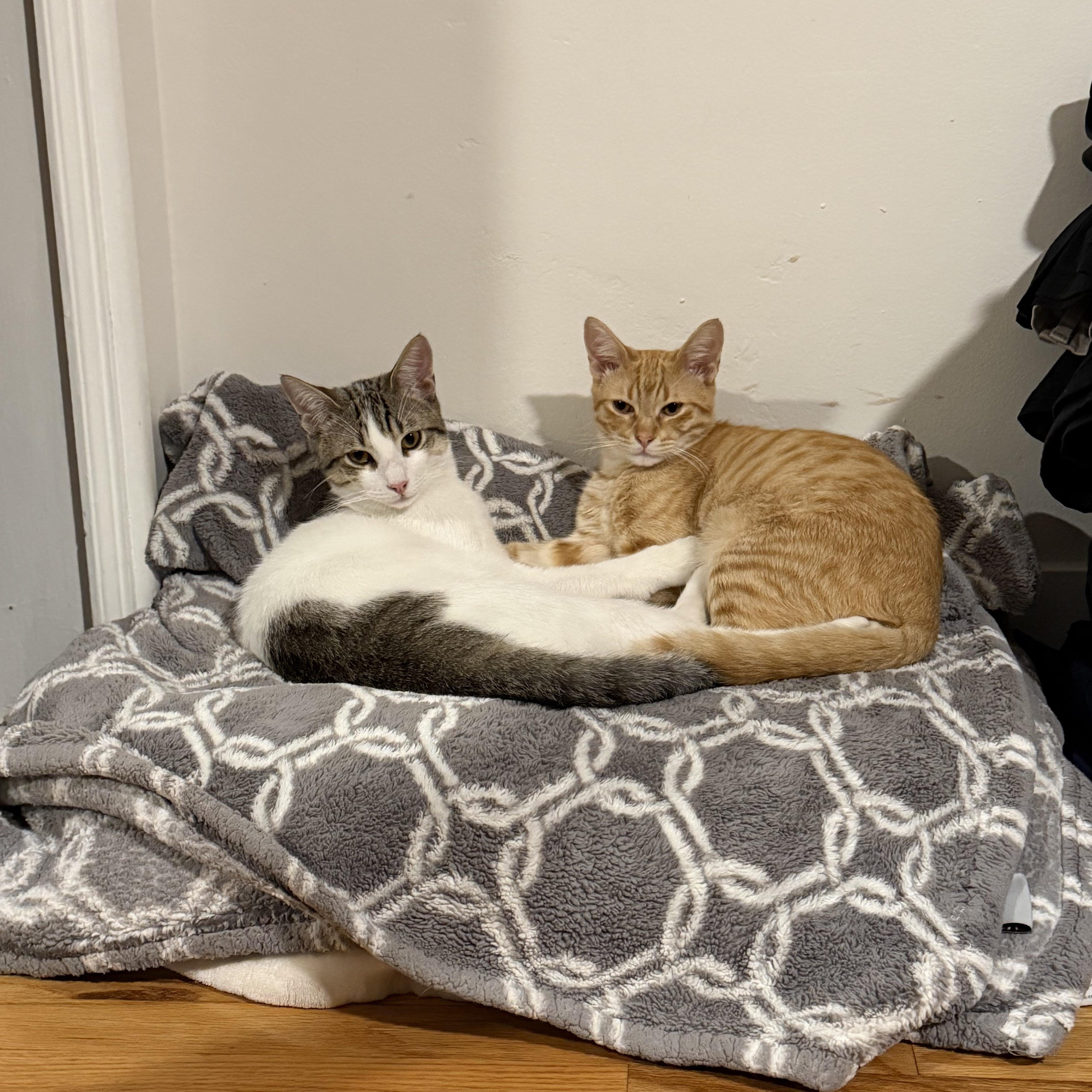 Pepperpot thumbnail 2